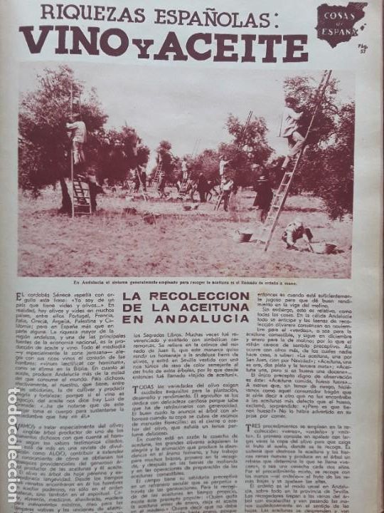 Collezionismo di Riviste e Giornali: LA RECOLECCION DE LA ACEITUNA EN ANDALUCIA ORDE&Ntilde;O A MANO CAMPESINAS ANDALUZAS 3 HOJAS A&Ntilde;O 1930