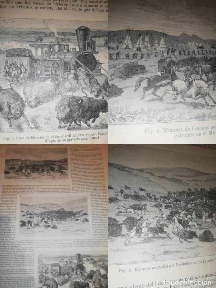 Colecionismo de Revistas e Jornais: EL EXTERMINIO DE LOS BISONTES EN AM&Eacute;RICA. &Eacute;mile Cartailhac 1890