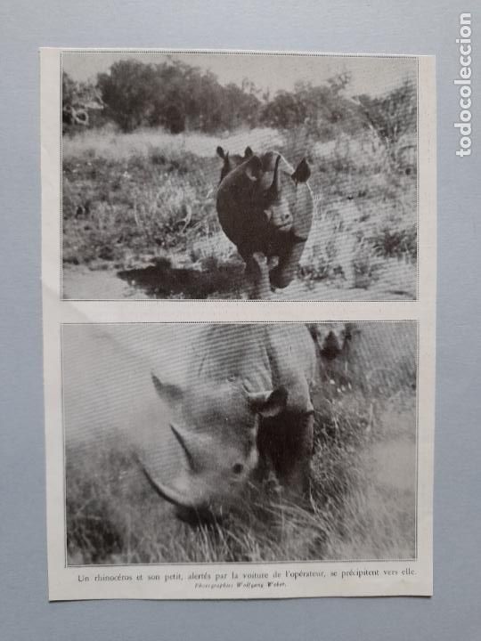 Collection Magazines and Newspapers: L&Aacute;MINA ANTIGUA FOTOGRAF&Iacute;AS RINOCERONTES. L'Illustration, 16 de febrero de 1935