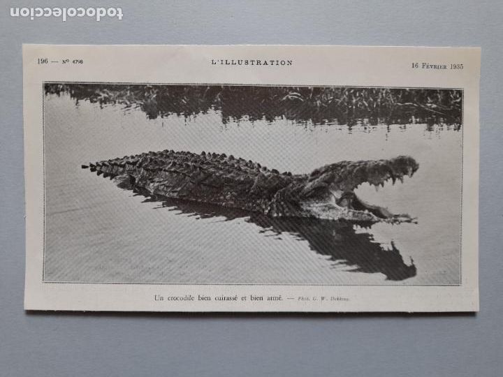 Collection Magazines and Newspapers: L&Aacute;MINA CON FOTOGRAF&Iacute;A ANTIGUA COCODRILO. L'Illustration, 16 de febrero de 1935