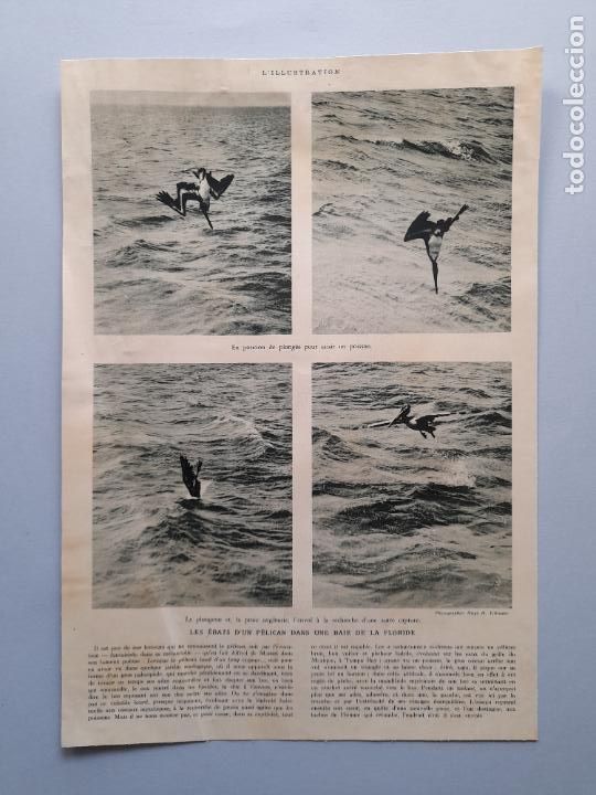 Collectionnisme de Revues et Journaux: L&Aacute;MINA FOTOGRAF&Iacute;AS ANTIGUAS PELICANO, 23 de febrero de 1935