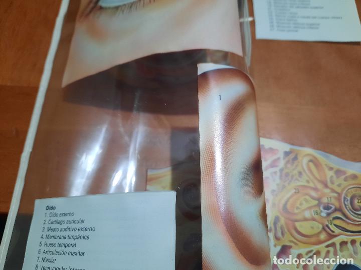 Collection Magazines and Newspapers: O&Iacute;DO Y OJO. TRANSPARENCIA EDUCATIVA. 2 HOJAS. BUEN ESTADO. EXTRAIDO DE LIBRO. DIFICIL