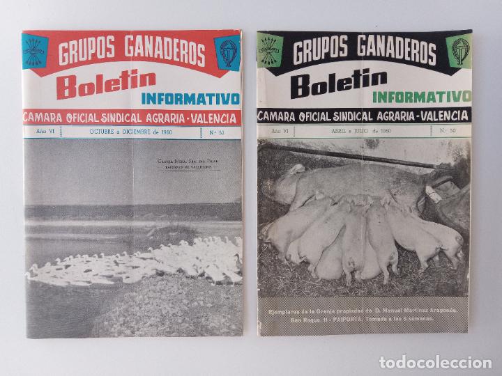 Collectionnisme de Revues et Journaux: BOLETIN INFORMATIVO GRUPOS GANADEROS CAMARA OFICIAL SINDICAL AGRARIA VALENCIA. N&ordm; 52, 50 DE 1960
