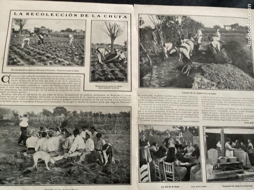 Coleccionismo de Revistas y Peri&oacute;dicos: LA RECOLECCI&Oacute;N DE LA CHUFA, ALBORAYA, VALENCIA 1908, 2 HOJAS REVISTA