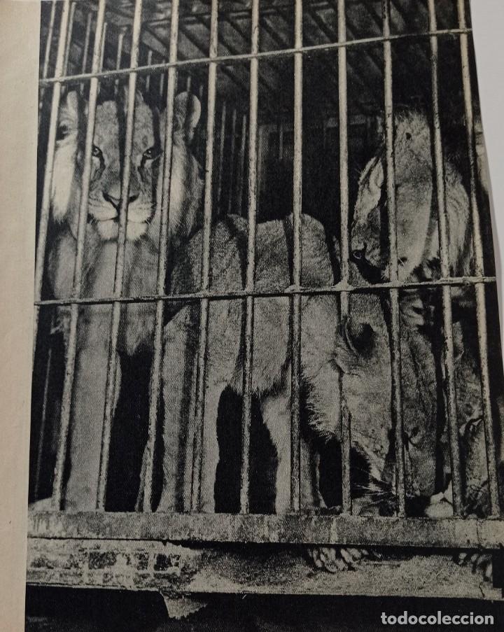 Collection Magazines and Newspapers: JOAQUIN BARRANCO HERNANDEZ-DOMADOR HERIDO POR SUS LEONES-ESTUDIOS CINEMATOGRAFICOS C E A .