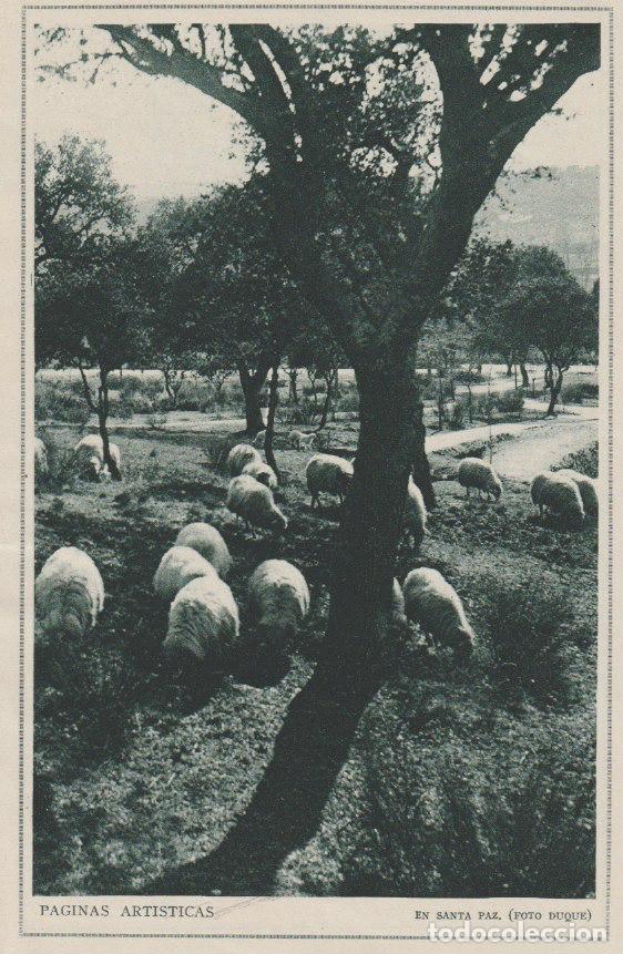 Coleccionismo de revistas y peri&oacute;dicos: * OVEJAS * REBA&Ntilde;O * En santa paz / foto Duque -1925