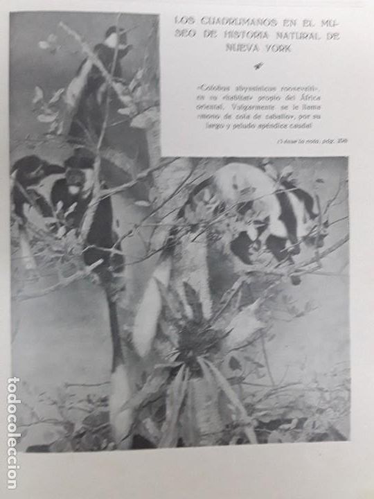 Coleccionismo de Revistas y Peri&oacute;dicos: LOS CUADRUMANOS EN EL MUSEO DE HISTORIA NATURAL DE NUEVA YORK REVISTA A&Ntilde;O 1919