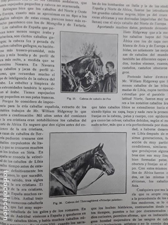 Coleccionismo de revistas y peri&oacute;dicos: LOS CABALLOS ESPA&Ntilde;OLES CON CUERNOS RAZA ANDALUZA CARTUJANA MARQUES CASA DOMECQ A&Ntilde;O 1919