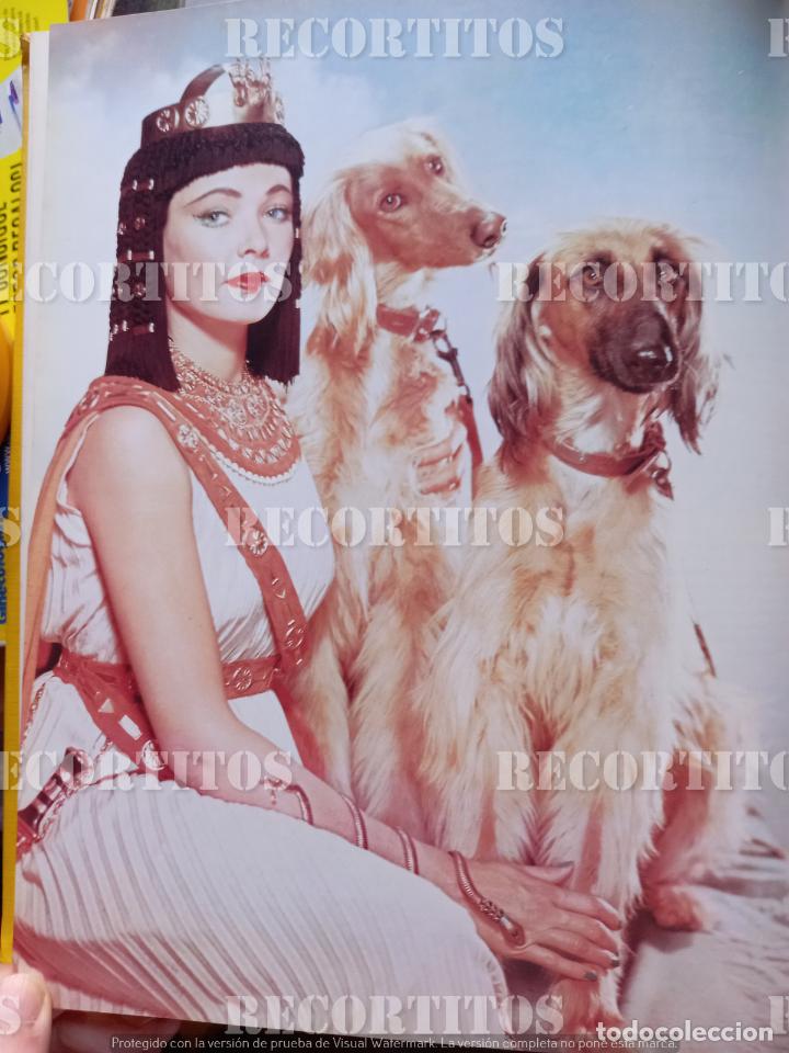 Coleccionismo de Revistas y Peri&oacute;dicos: GENE TIERNEY