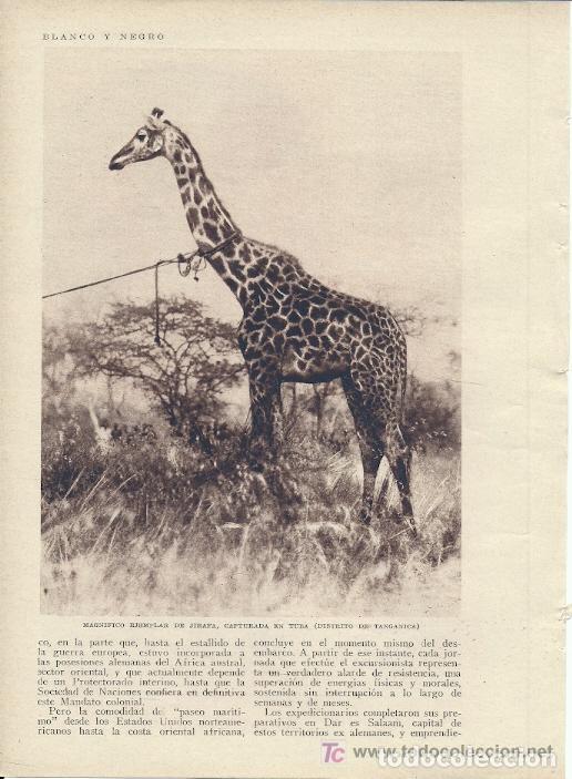 Coleccionismo de Revistas y Peri&oacute;dicos: * CAZA * Captura de animales vivos en el gran cazadero de Tanganica / M.R. Blanco Belmonte - 1928