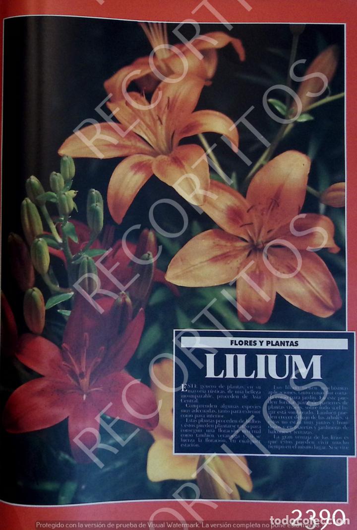 Colecionismo de Revistas e Jornais: anuncio lilium
