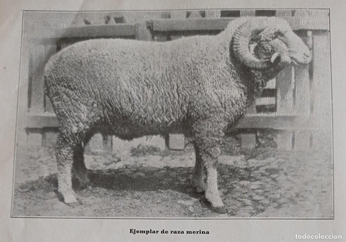 Coleccionismo de Revistas y Peri&oacute;dicos: GANADERIA-RAZA ANGUS-JERSEY-AYRSHIRE-SUSSEX-DARWIN-MERINA-BERKSHIRE-OXFORD-YOKSHIRE .