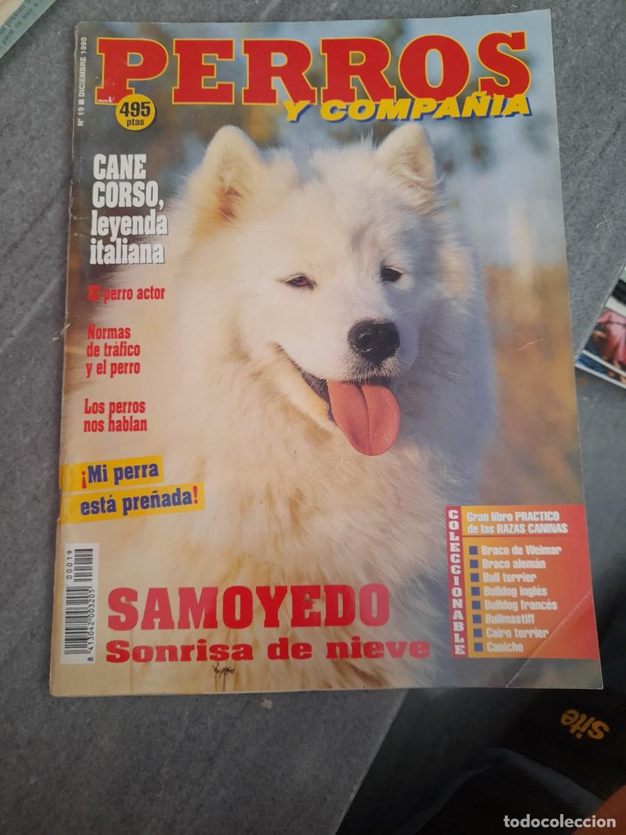 Coleccionismo de revistas y peri&oacute;dicos: Revista Perros y compa&ntilde;&iacute;a N&deg;19 Cane Corso actor cine sanoyedo