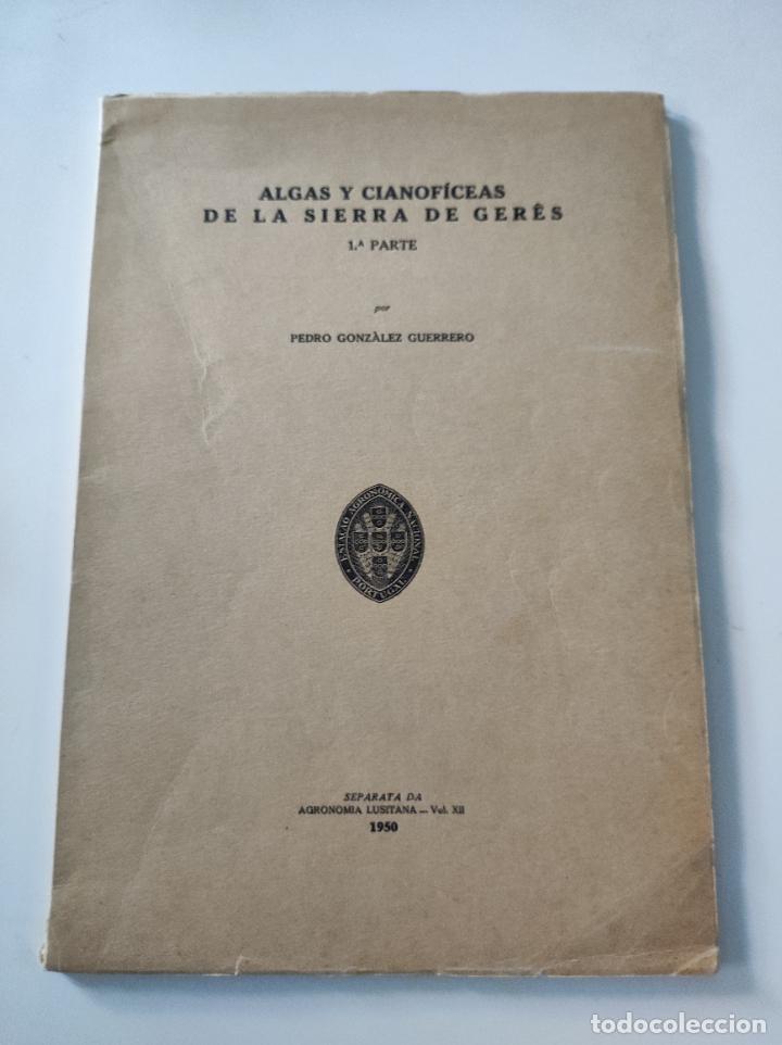 Coleccionismo de revistas y peri&oacute;dicos: SEPARATA ALGAS Y CIANOFICEAS DE LA SIERRA DE GERES 1&ordm; Parte - P Gonzalez