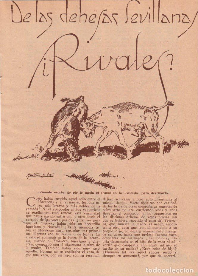 Coleccionismo de Revistas y Peri&oacute;dicos: * TOROS * De las dehesas sevillanas: rivales / Jos&eacute; Mas; dibujos de Mart&iacute;nez de Le&oacute;n - 1935
