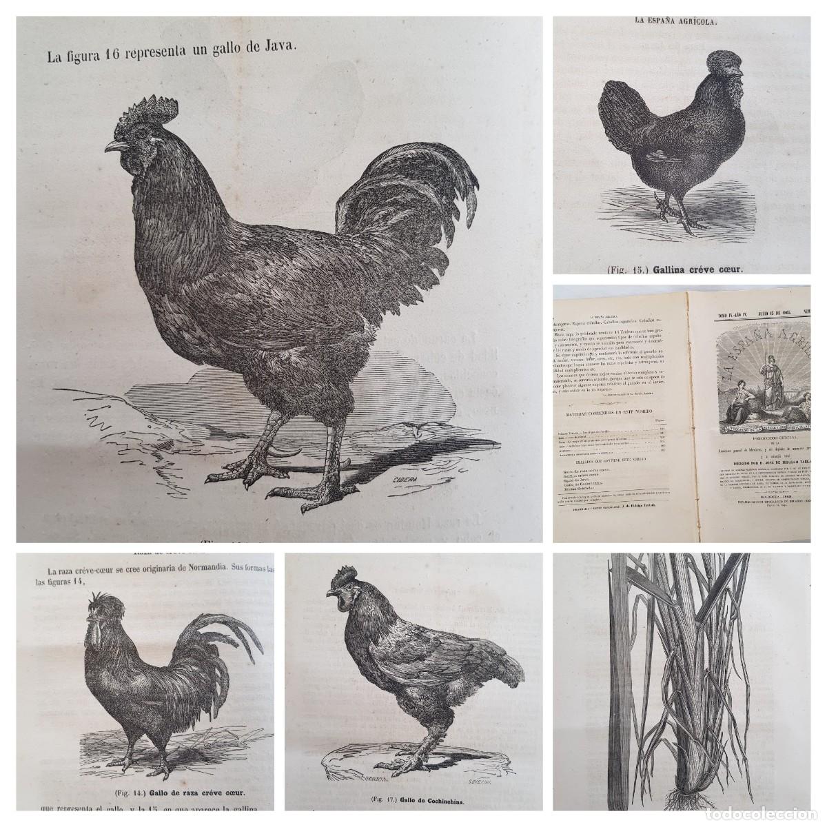 Colecionismo de Revistas e Jornais: LA ESPA&Ntilde;A AGR&Iacute;COLA. Peri&oacute;dico Oficial. Julio 15 de 1865, N&uacute;m 13