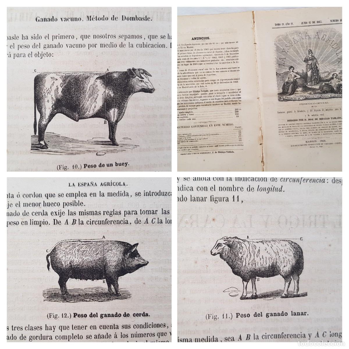 Colecionismo de Revistas e Jornais: LA ESPA&Ntilde;A AGR&Iacute;COLA. Peri&oacute;dico Oficial. Junio 15 de 1865, N&uacute;m 11