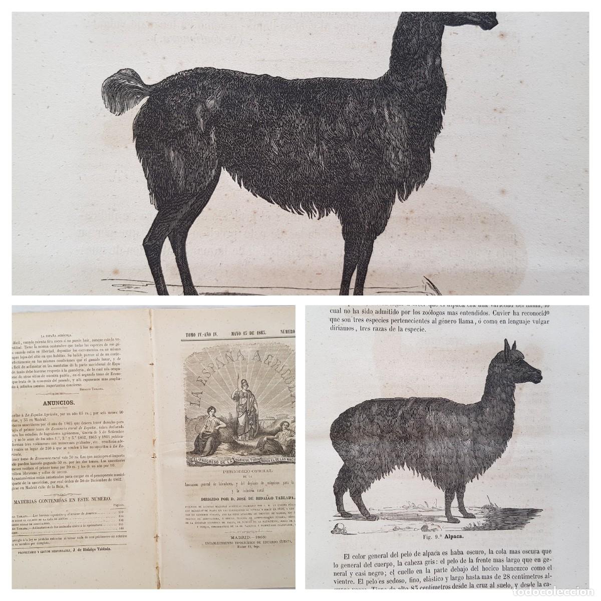 Colecionismo de Revistas e Jornais: LA ESPA&Ntilde;A AGR&Iacute;COLA. Peri&oacute;dico Oficial. Mayo 15 de 1865, N&uacute;m 9
