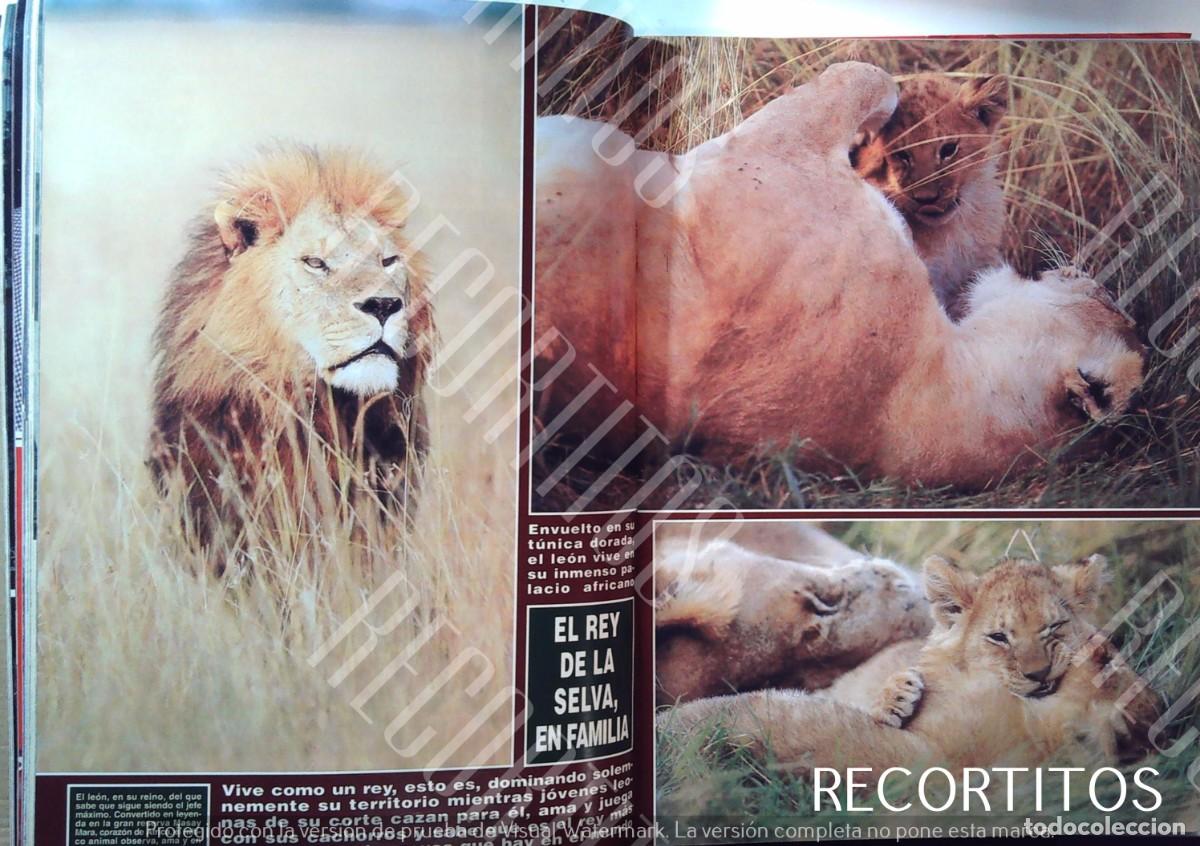 Coleccionismo de Revistas y Peri&oacute;dicos: EL REY DE LA SELVA EL LEON