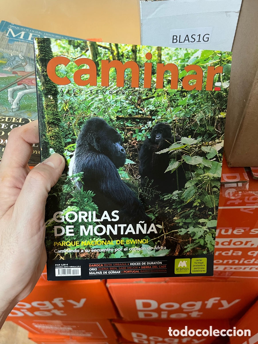 Coleccionismo de revistas y peri&oacute;dicos: Blas1G revista Caminar (viajes, senderismo y naturaleza) GORILAS DE MONTANA