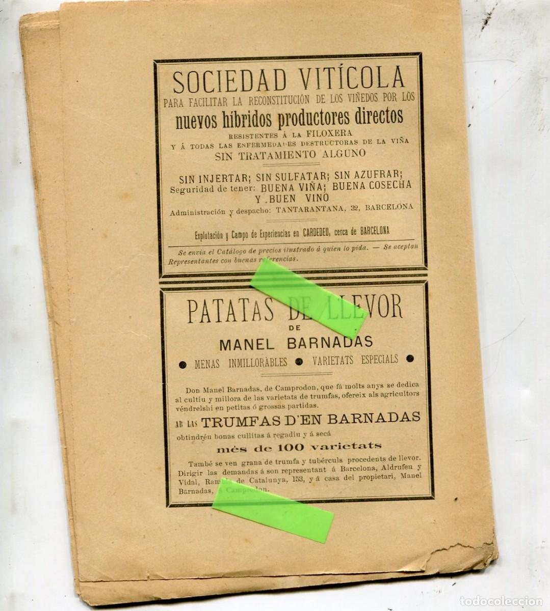 Coleccionismo de revistas y peri&oacute;dicos: REVISTA A&Ntilde; 1904 NUEVOS VI&Ntilde;EDOS RESISTENTES A LA FILOXERA CARDEDEU PATATAS BARNADAS TRUMFAS CAMPRODON