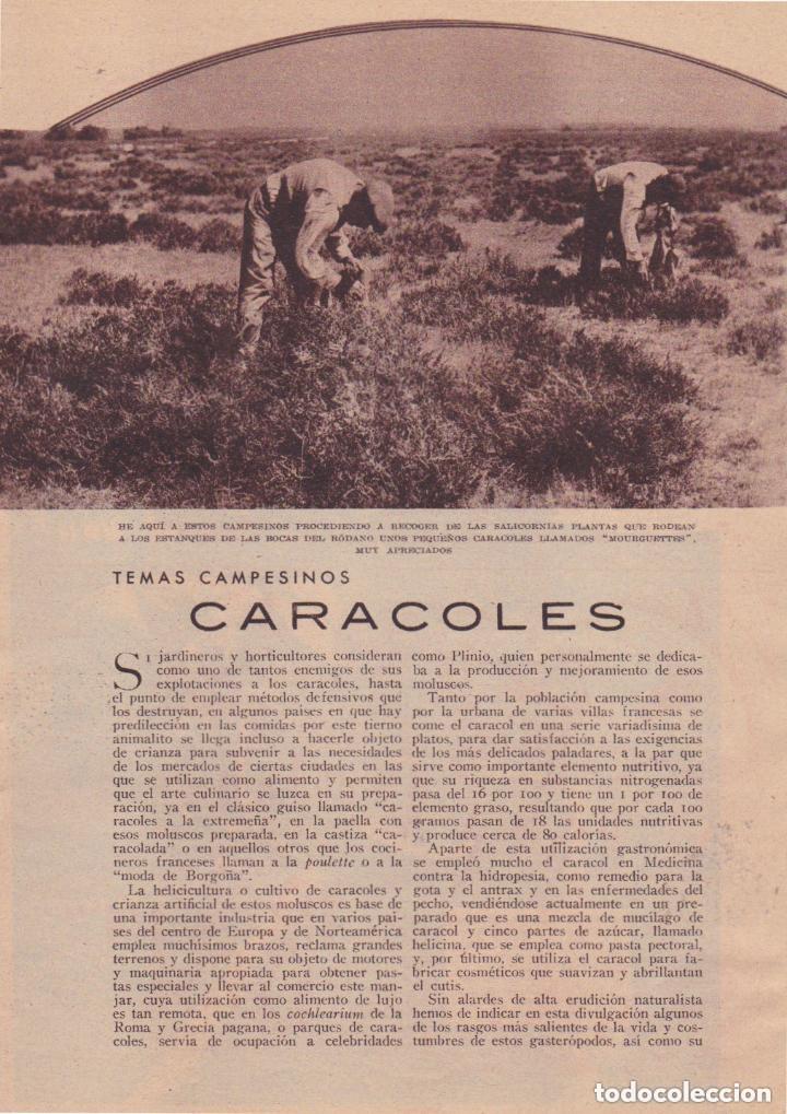 Coleccionismo de revistas y peri&oacute;dicos: Temas campesinos: caracoles / J. Campovasco - 1933