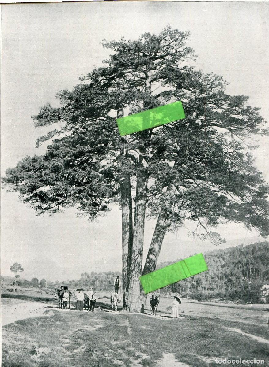 Coleccionismo de Revistas y Peri&oacute;dicos: REVISTA ANY 1904 DONACIO DEL PI DE LES TRES BRANQUES A CASTELLAR DEL RIU BERGA TOMAS CAMPR MARIA MAR