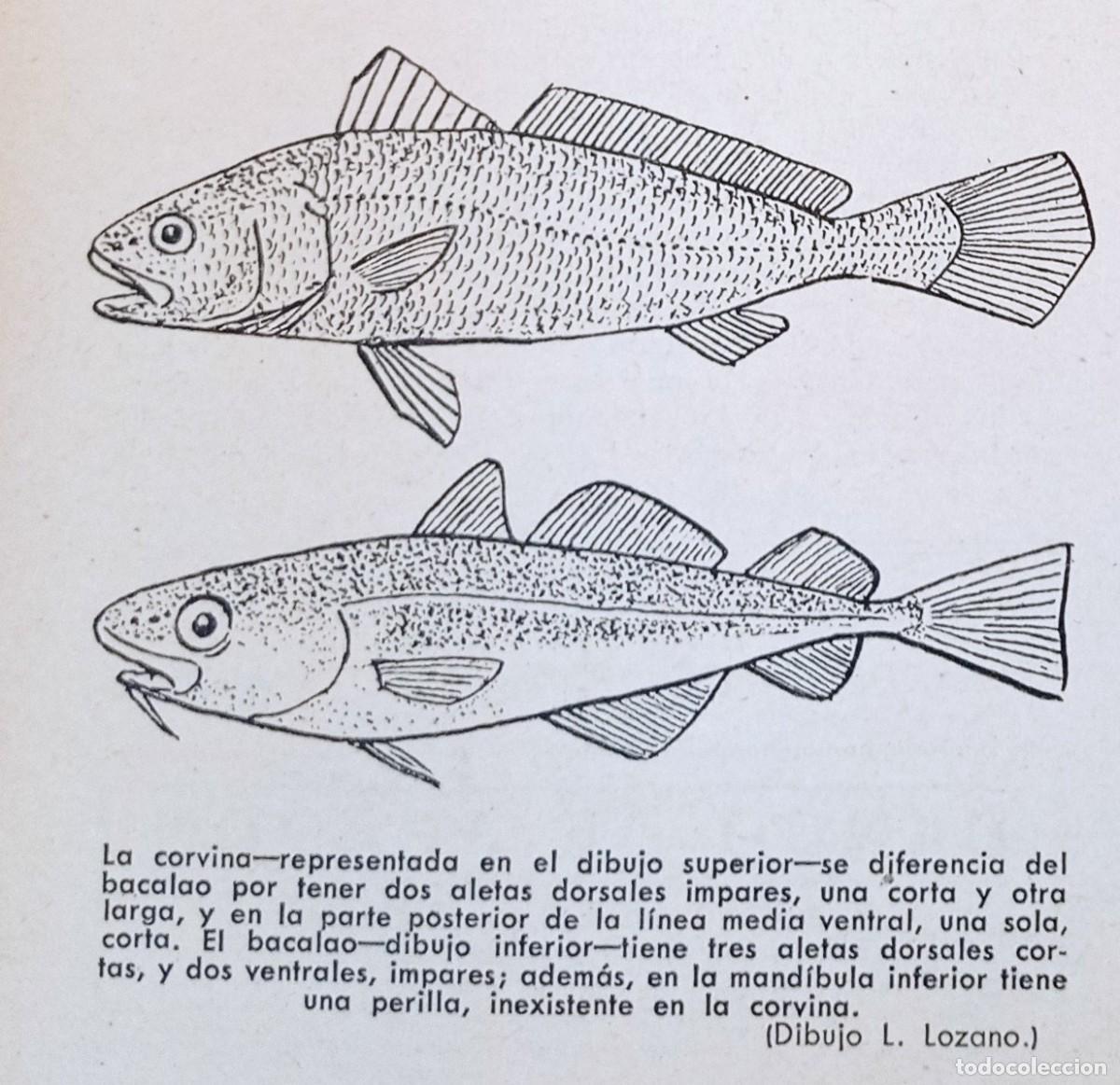 Coleccionismo de Revistas y Peri&oacute;dicos: EL CACHO - ATUNES - TRUCHAS Y MOSCAS - LA CORVINA - CARPA - 14 HOJAS PUBLI A&Ntilde;OS 50