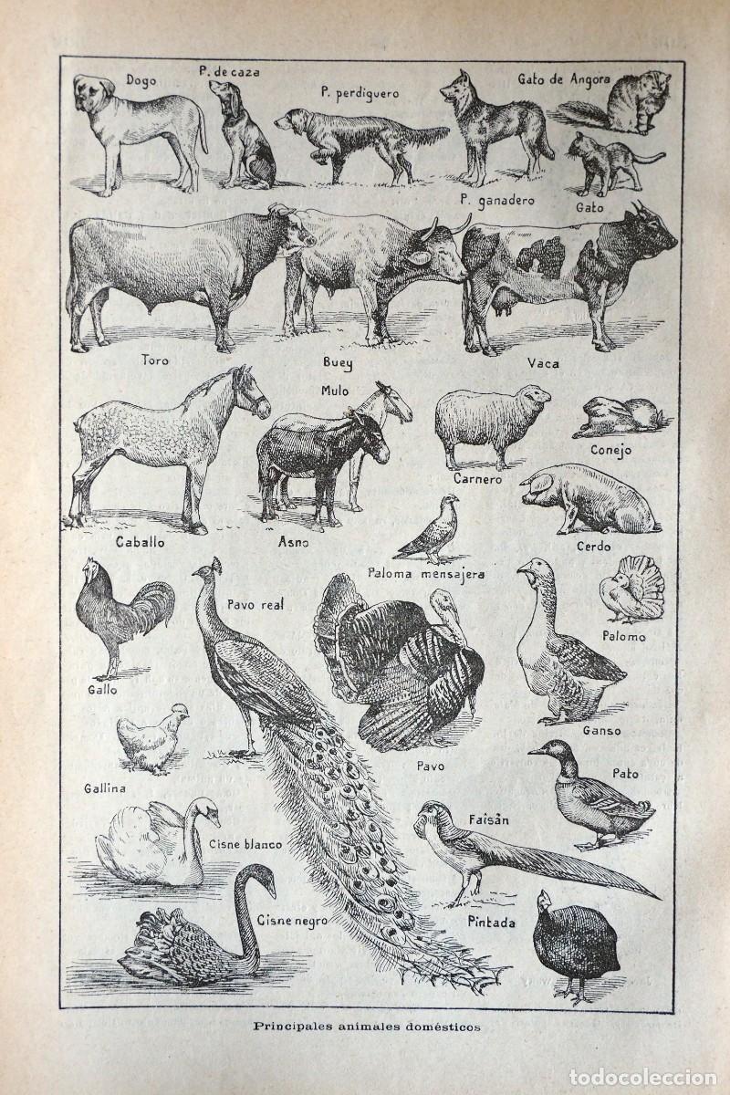 Coleccionismo de revistas y peri&oacute;dicos: ANTIGUA HOJA DE ANIMALES DOMESTICOS. A&Ntilde;O 1925. SACADA DEL DICCIONARIO ENCICLOP&Eacute;DICO ILUSTRADO
