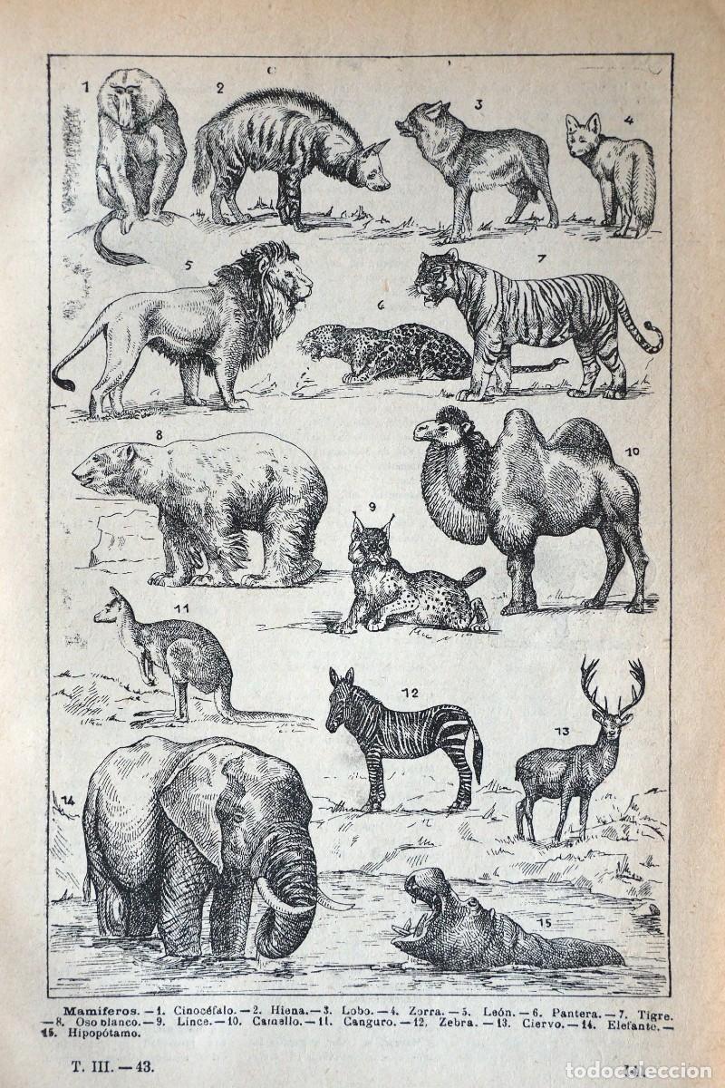 Coleccionismo de revistas y peri&oacute;dicos: ANTIGUA HOJA DE MAMIFEROS. A&Ntilde;O 1925. SACADA DEL DICCIONARIO ENCICLOP&Eacute;DICO ILUSTRADO