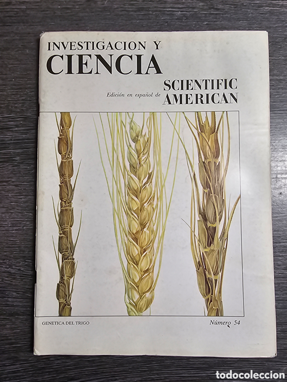 Sammeln von Zeitschriften und Zeitungen: INVESTIGACI&Oacute;N Y CIENCIA. SCIENTIFIC AMERICAN. N&ordm; 54 DICIEMBRE 1981. VER SUMARIO