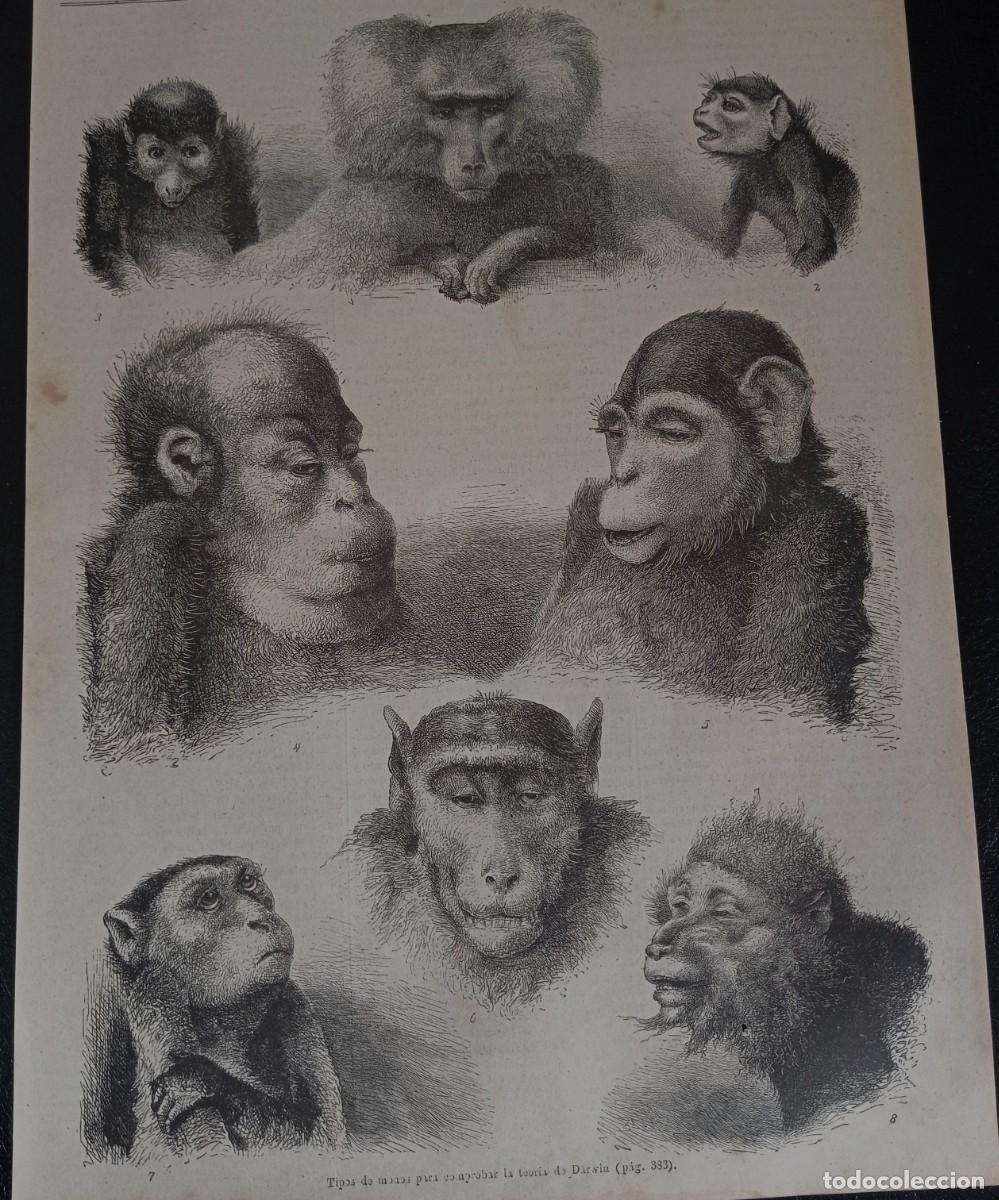 Coleccionismo de Revistas y Peri&oacute;dicos: MONOS - TEOR&Iacute;A DARWIN - MAM&Iacute;FEROS RAROS - DOS HOJAS PUBLI CIRCA 1900