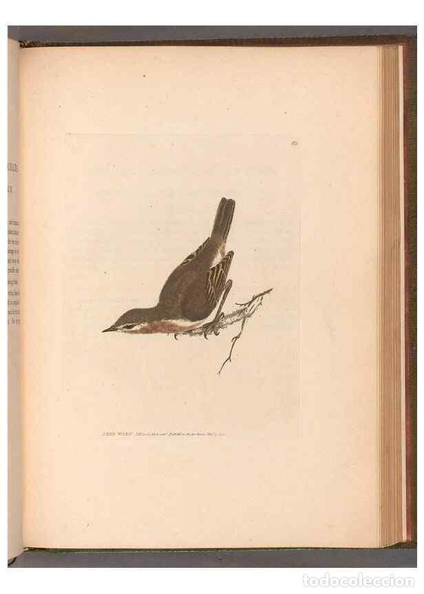 Colecionismo de Revistas e Jornais: Reproducci&oacute;n/Reproduction 49055400087: The birds of Great Britain,. 1795-1801.. - Lewin, William,