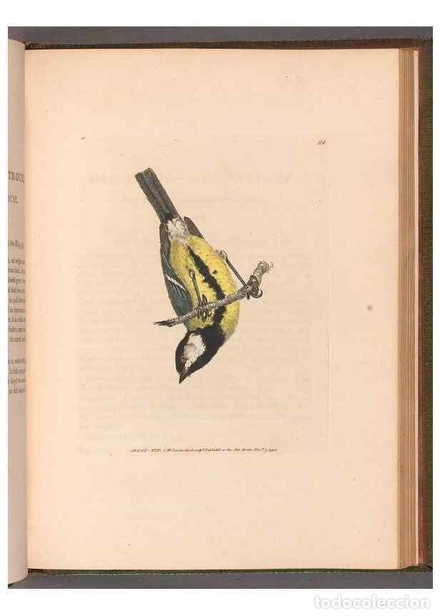 Sammeln von Zeitschriften und Zeitungen: Reproducci&oacute;n/Reproduction 49055187661: The birds of Great Britain,. 1795-1801.. - Lewin, William,
