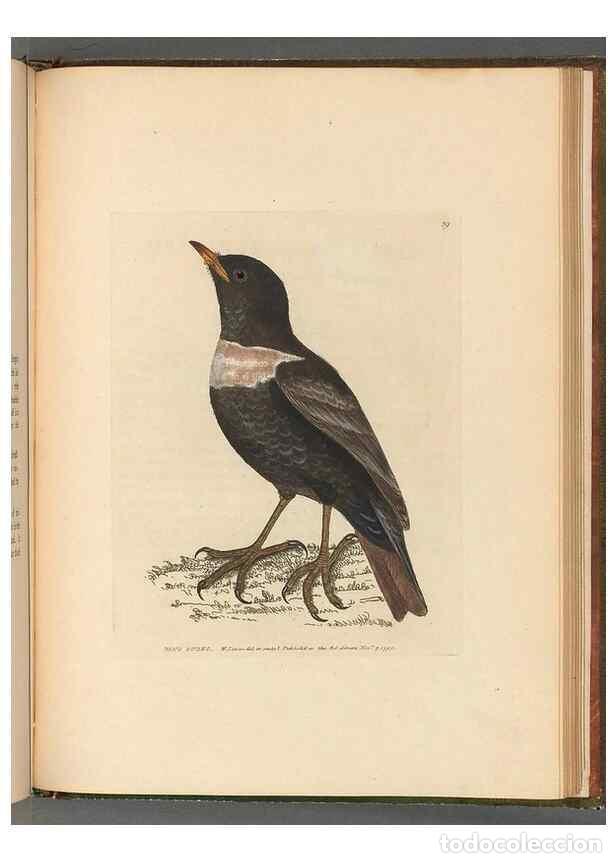 Colecionismo de Revistas e Jornais: Reproducci&oacute;n/Reproduction 49054887012: The birds of Great Britain,. 1795-1801.. - Lewin, William,