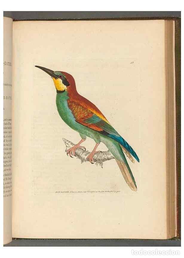 Collection Magazines and Newspapers: Reproducci&oacute;n/Reproduction 49054870852: The birds of Great Britain,. 1795-1801.. - Lewin, William,