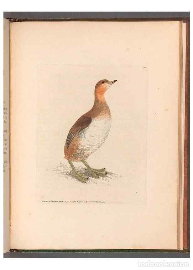 Colecionismo de Revistas e Jornais: Reproducci&oacute;n/Reproduction 49055323281: The birds of Great Britain,. 1795-1801.. - Lewin, William,