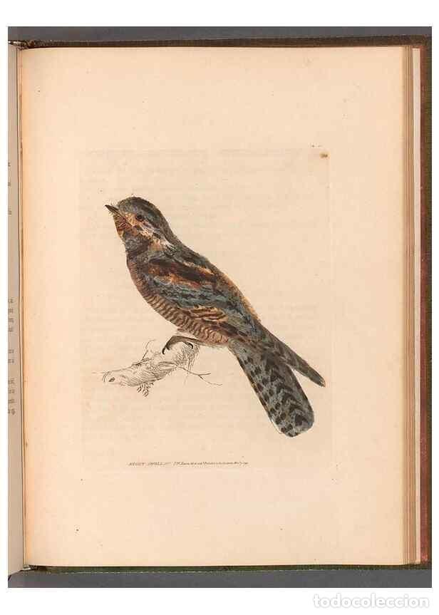 Sammeln von Zeitschriften und Zeitungen: Reproducci&oacute;n/Reproduction 49055190711: The birds of Great Britain,. 1795-1801.. - Lewin, William,
