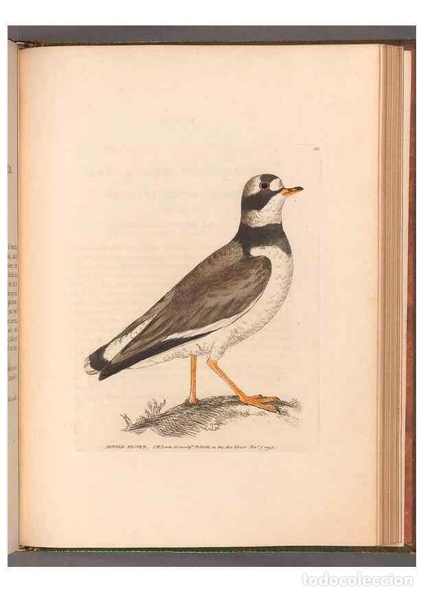 Collection Magazines and Newspapers: Reproducci&oacute;n/Reproduction 49054802313: The birds of Great Britain,. 1795-1801.. - Lewin, William,
