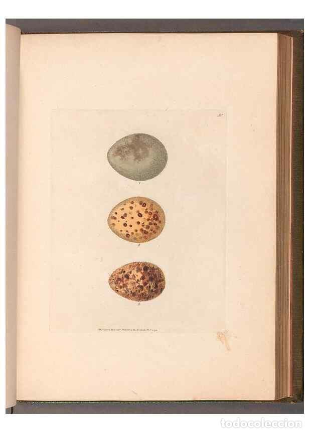 Sammeln von Zeitschriften und Zeitungen: Reproducci&oacute;n/Reproduction 49055284426: The birds of Great Britain,. 1795-1801.. - Lewin, William,