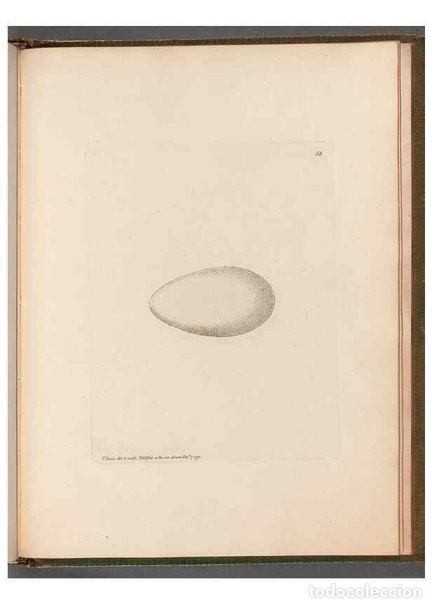 Collection Magazines and Newspapers: Reproducci&oacute;n/Reproduction 49055515091: The birds of Great Britain,. 1795-1801.. - Lewin, William,