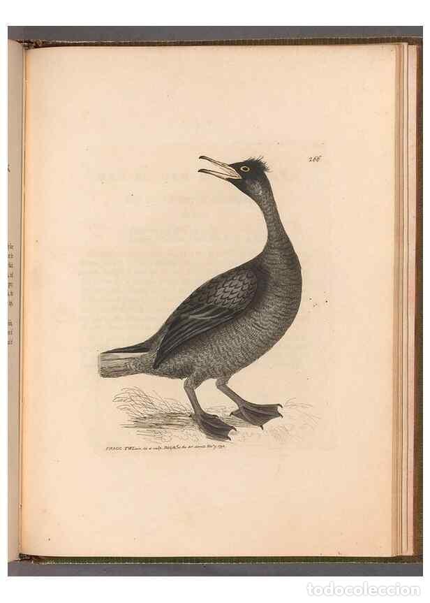 Colecionismo de Revistas e Jornais: Reproducci&oacute;n/Reproduction 49054996478: The birds of Great Britain,. 1795-1801.. - Lewin, William,