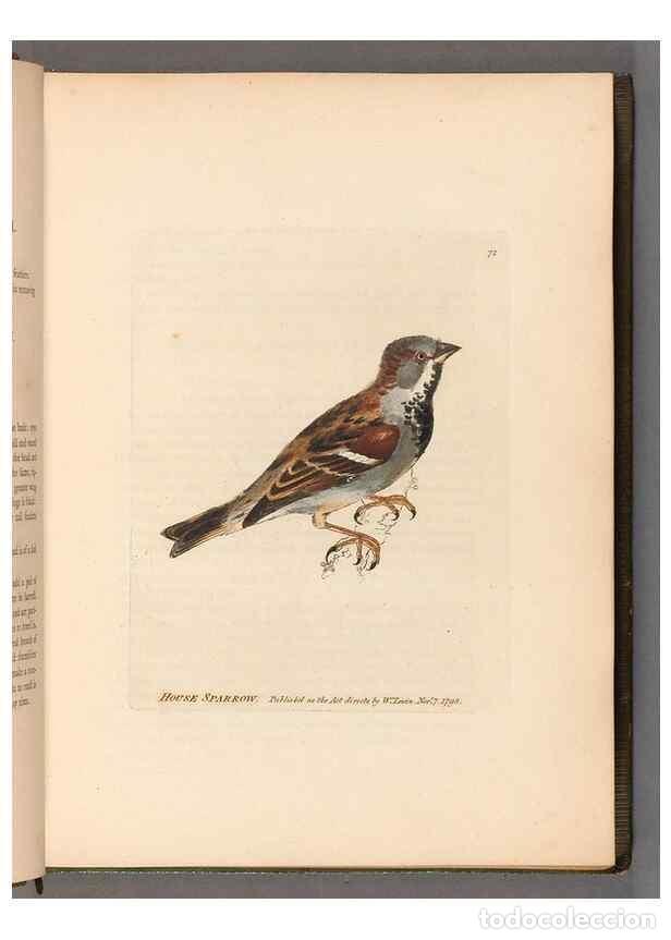 Colecionismo de Revistas e Jornais: Reproducci&oacute;n/Reproduction 49055138011: The birds of Great Britain,. 1795-1801.. - Lewin, William,