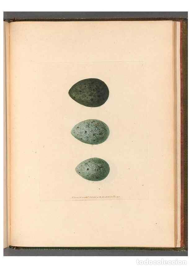 Sammeln von Zeitschriften und Zeitungen: Reproducci&oacute;n/Reproduction 49054160183: The birds of Great Britain,. 1795-1801.. - Lewin, William,