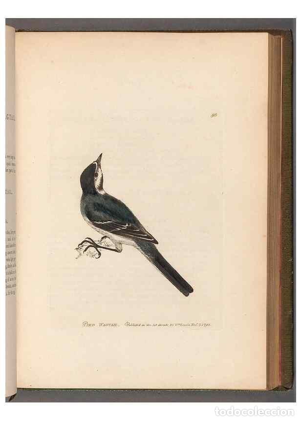 Colecionismo de Revistas e Jornais: Reproducci&oacute;n/Reproduction 49055146541: The birds of Great Britain,. 1795-1801.. - Lewin, William,