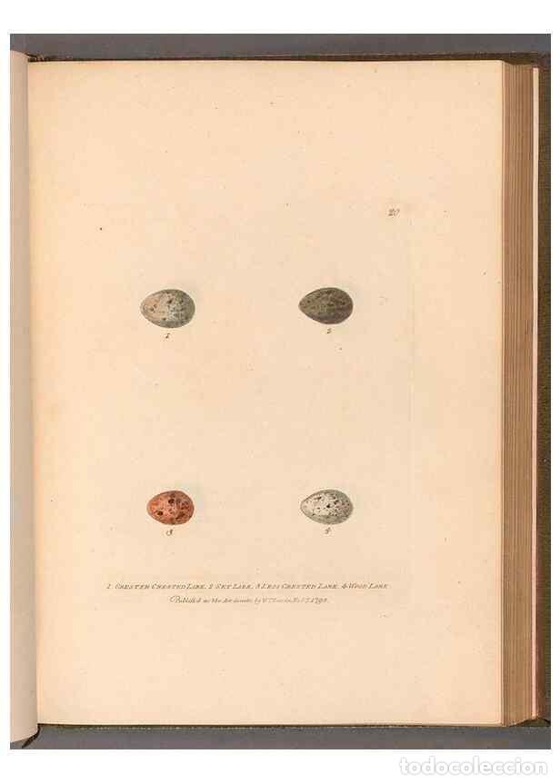 Sammeln von Zeitschriften und Zeitungen: Reproducci&oacute;n/Reproduction 49054634273: The birds of Great Britain,. 1795-1801.. - Lewin, William,