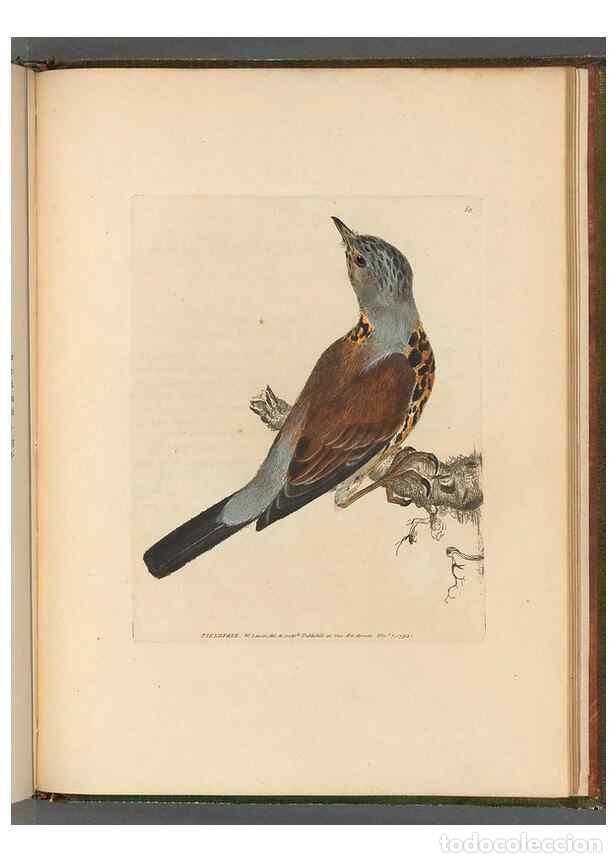 Collection Magazines and Newspapers: Reproducci&oacute;n/Reproduction 49054888552: The birds of Great Britain,. 1795-1801.. - Lewin, William,
