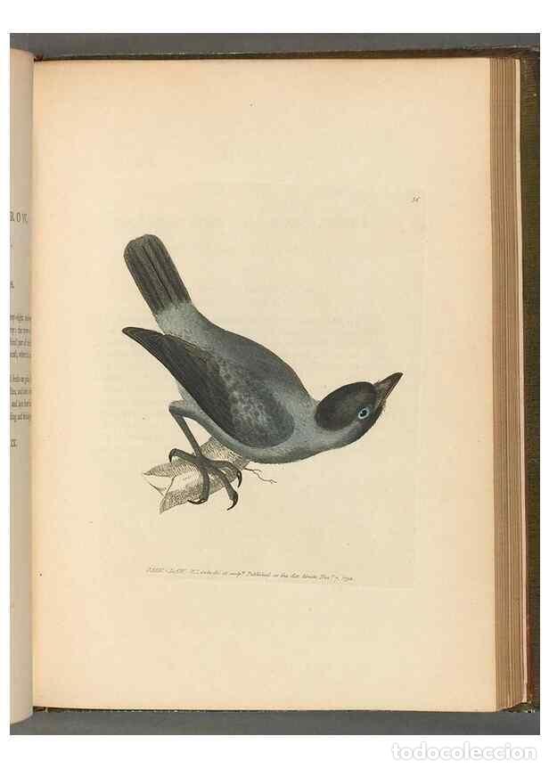 Collection Magazines and Newspapers: Reproducci&oacute;n/Reproduction 49054655726: The birds of Great Britain,. 1795-1801.. - Lewin, William,