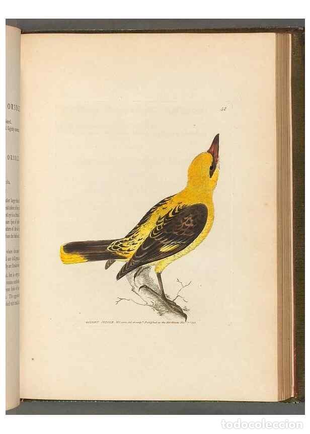 Collection Magazines and Newspapers: Reproducci&oacute;n/Reproduction 49054142373: The birds of Great Britain,. 1795-1801.. - Lewin, William,