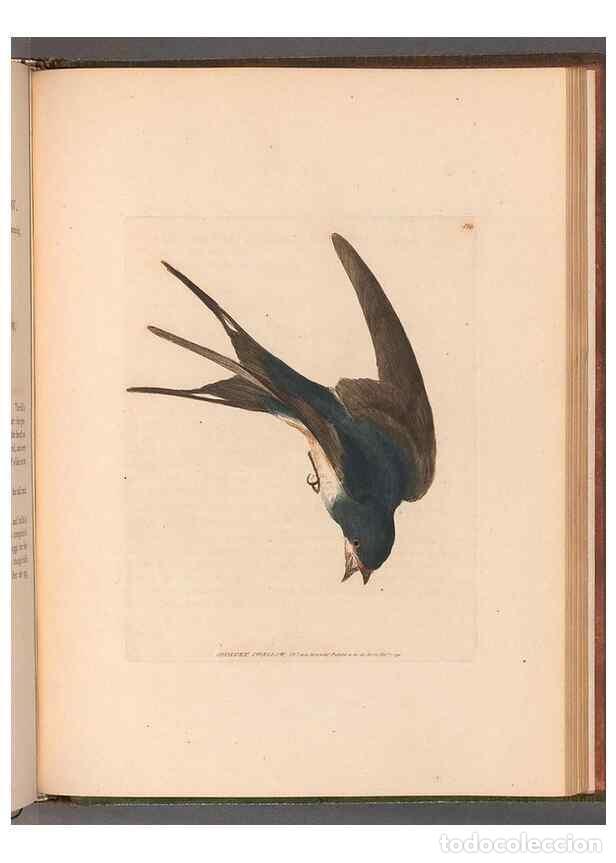 Sammeln von Zeitschriften und Zeitungen: Reproducci&oacute;n/Reproduction 49054674703: The birds of Great Britain,. 1795-1801.. - Lewin, William,